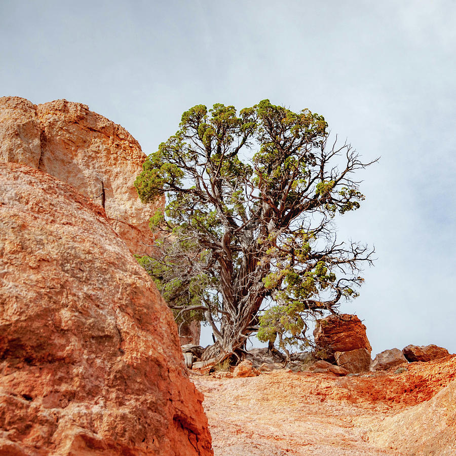 Bryce Canyon National Park Photograph - Solitude by Rob Hemphill