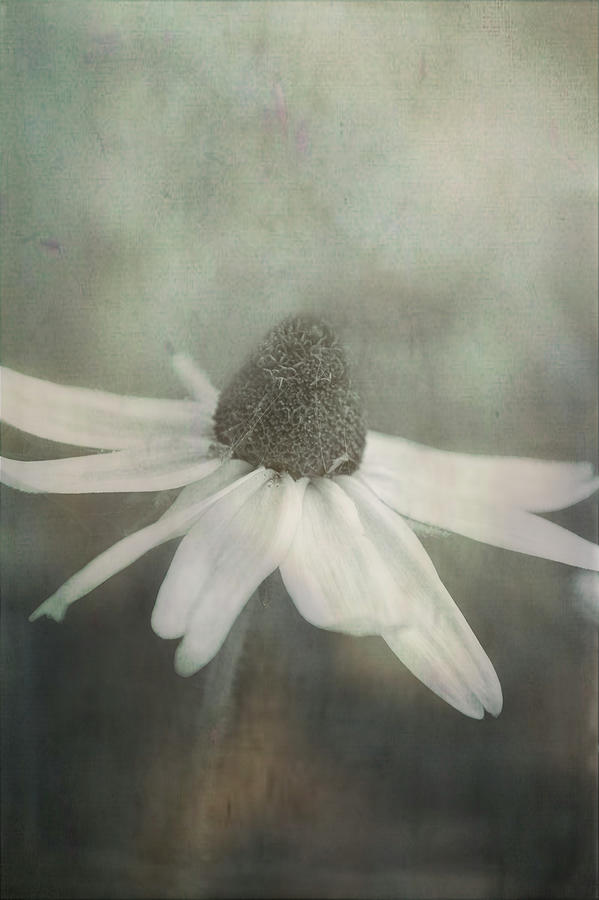 Vintage Photograph - Solitude Single Flower Textured Vintage Style by Ann Powell