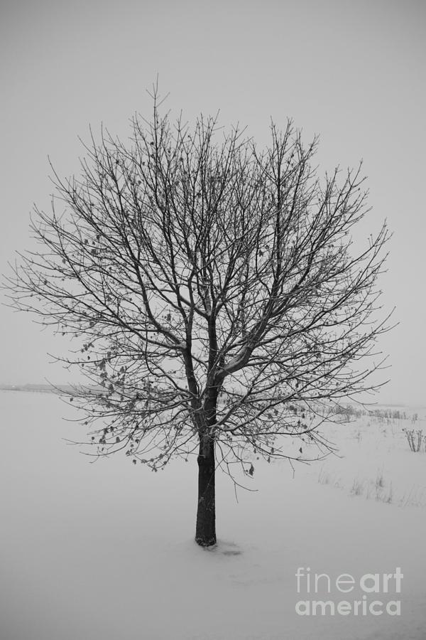 Solitude Tree Photograph by Bernard Kaiser