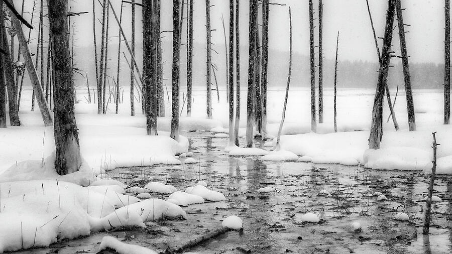 Solitude - Yellowstone National Park Photograph