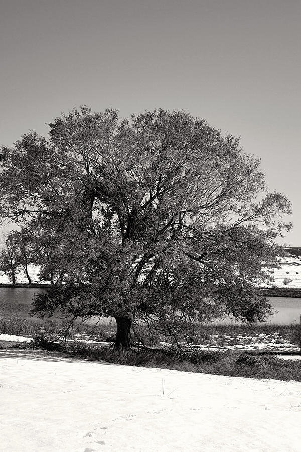 Solitudes Tree BW  Photograph by Cathy Anderson