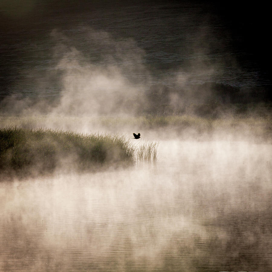 Solo bird, morning mist Photograph by Donald Kinney