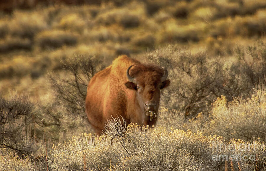 Nature Photograph - Solo Buffalo on the plains by Ruth Jolly