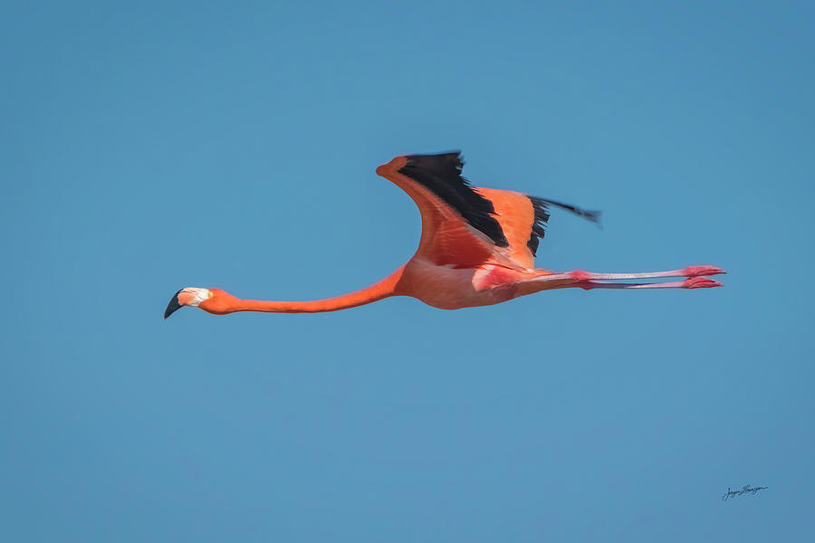 Solo Flamingo Photograph by Jurgen Lorenzen
