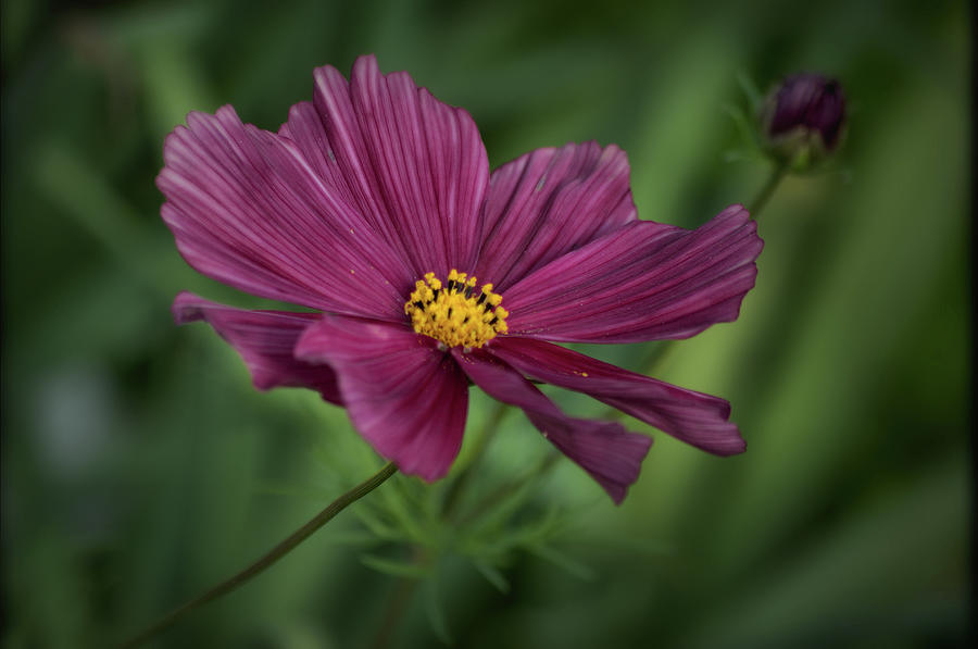 Solo flower Photograph by Buddy Scott