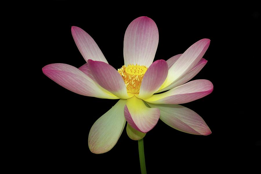 Solo Japanese Lotus Flower Photograph by Liza Eckardt
