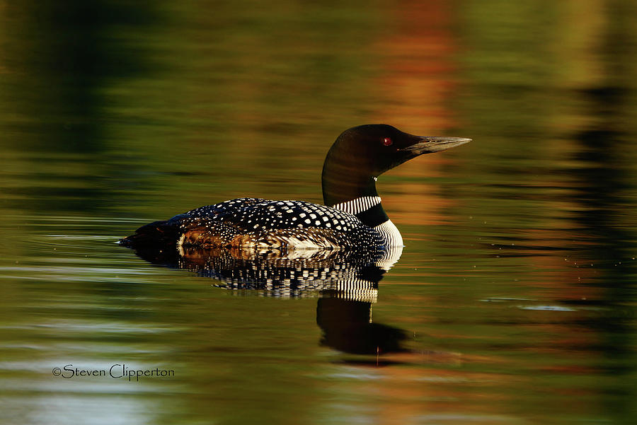 Solo Loon Photograph by Steven Clipperton