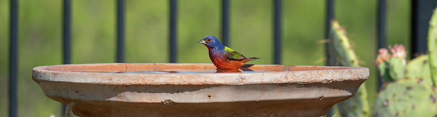 Solo Painted Bunting Photograph by Steve Templeton