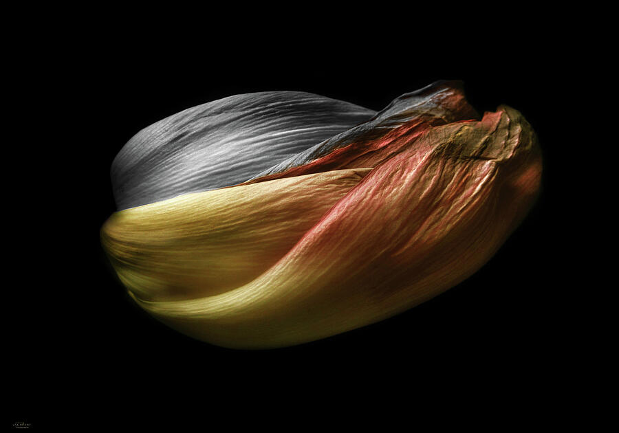 Tulip Photograph - Solo para ti  by Mehran Akhzari