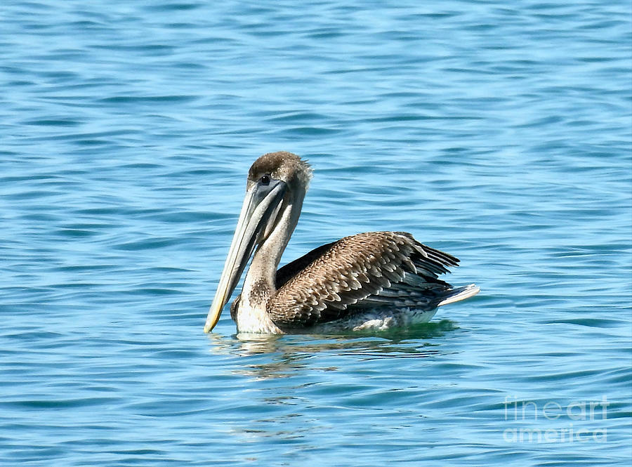 Solo Pelican Swim Photograph by Beth Myer Photography
