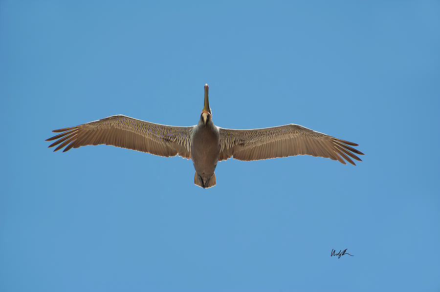 Solo Pelican Photograph by Windy Osborn
