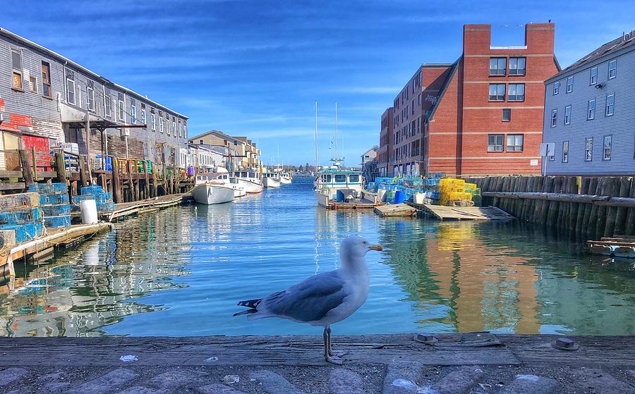 Boston Photograph - Solo Seagull  by Corey Sheehan