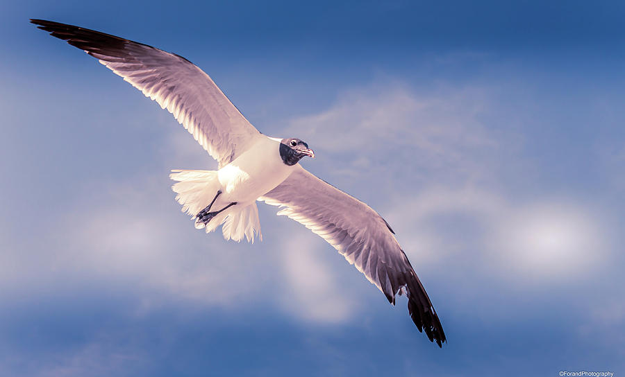 Solo Seagull  Photograph by Debra Forand