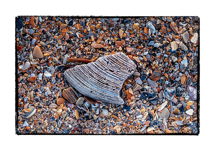 Solo Shell Photograph by R Thomas Berner