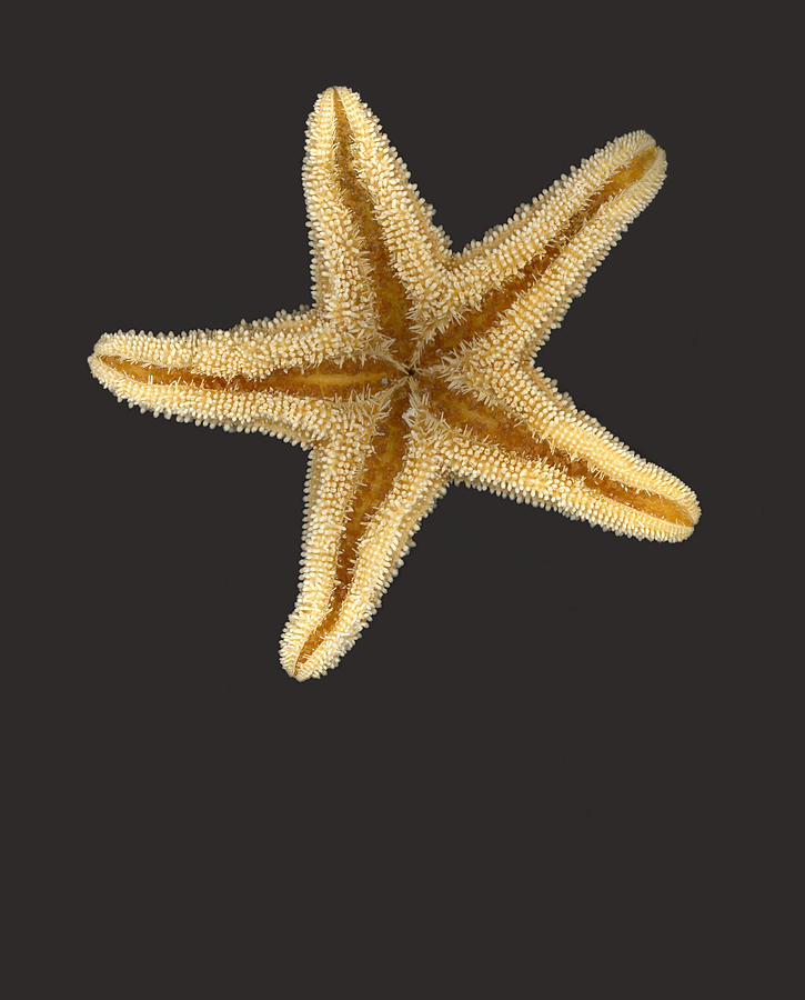 Solo Starfish II Photograph by Suzanne Gaff
