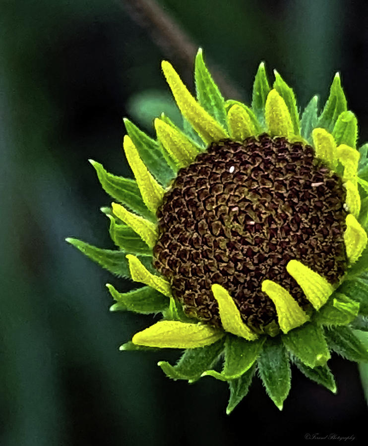 Solo Sunflower  Photograph by Debra Forand