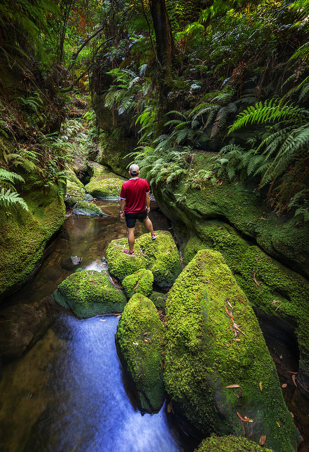 Solo traveler in deep green forest of Blue Mountains national park Photograph by Leelakajonkij