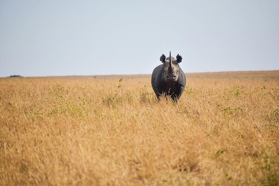 The Wild Rhinoceros Photograph by Moodie Shots