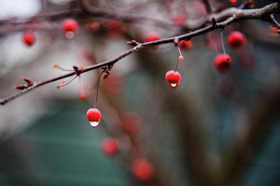 Solstice Berries Photograph by Bud Simpson
