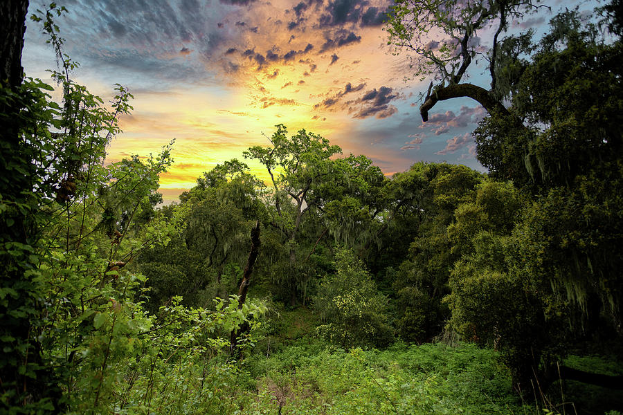 Solvang forest sunset. Photograph by Luis Martinez Fine Art America