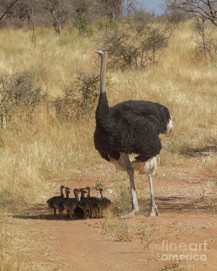 Somali Ostrich Family Photograph by Chris Scroggins