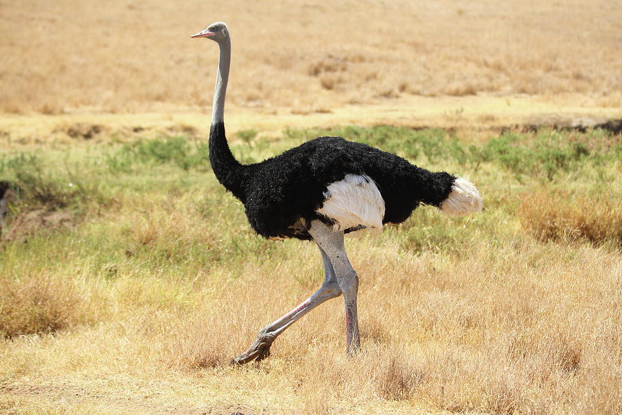 Somali Ostrich Photograph by Harold and Merry Garrard