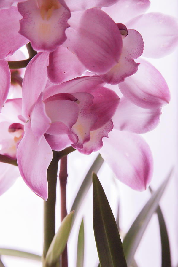 Somber Orchid Photograph by Sally Bauer