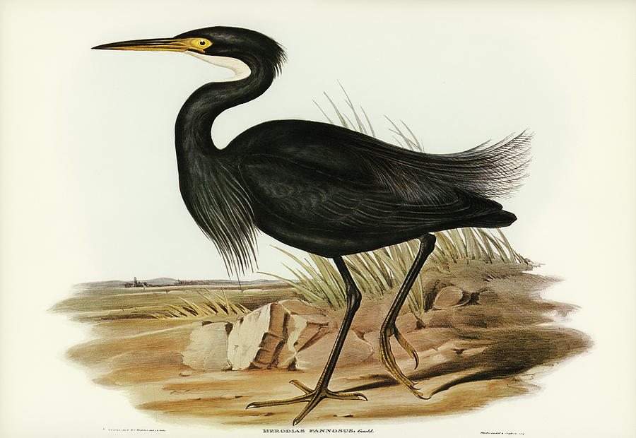 John Gould Drawing - Sombre Egret, Herodias pannosus by John Gould