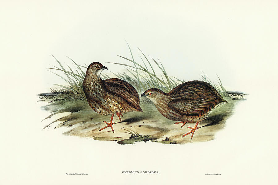 John Gould Drawing - Sombre Partridge, Synoicus sordidus by John Gould