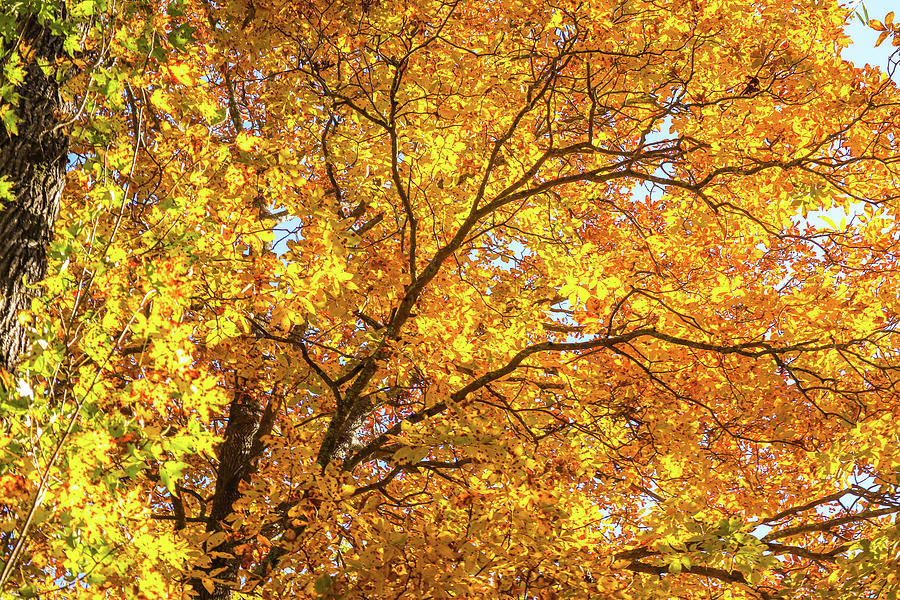 Some Autumn Sky Gold Photograph