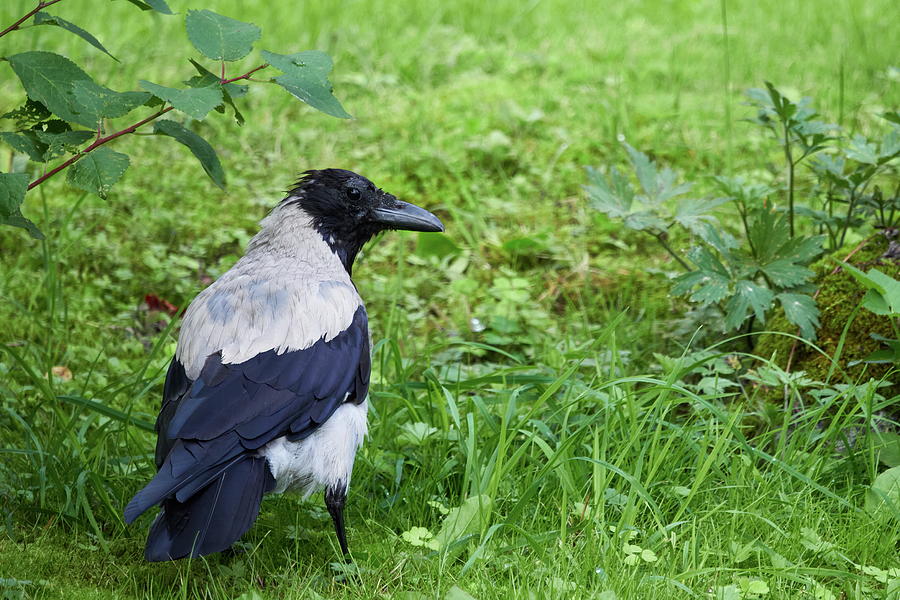Some blue on the shoulders. Hooded crow Photograph by Jouko Lehto