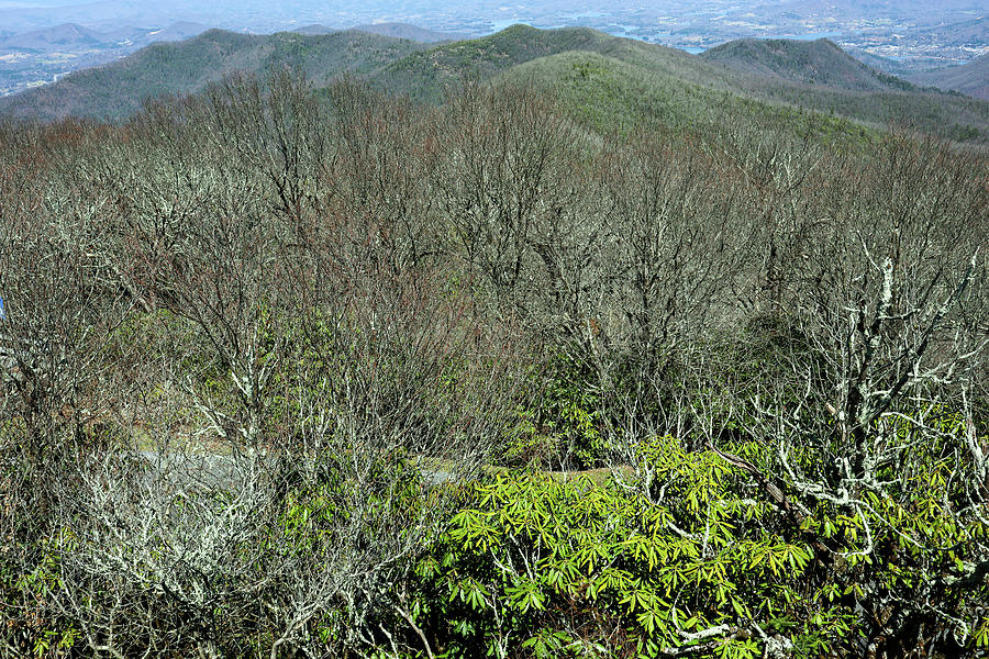 Some Brasstown Bald Scenery Photograph by Ed Williams