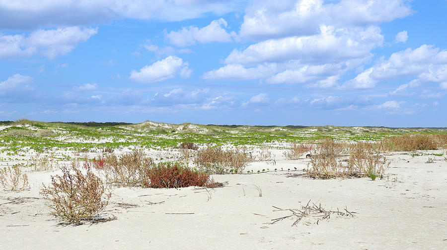 Some Cumberland Island Beach Colors Photograph by Ed Williams