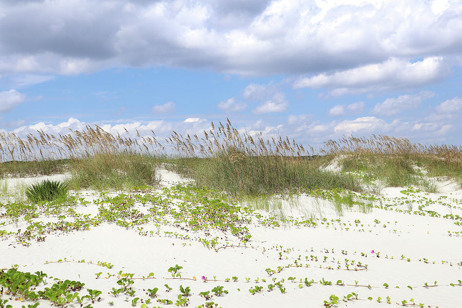 Some Cumberland Island Dunes Photograph by Ed Williams