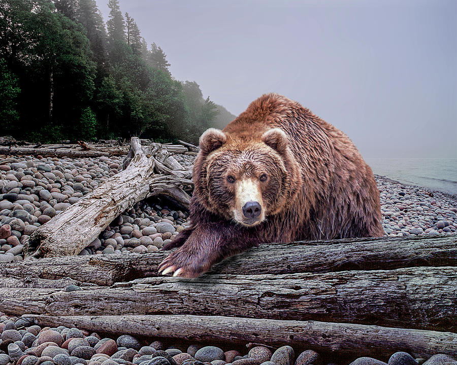 Some Days You Eat the Bear and Some Days the Bear Eats You. Photograph by Randall Nyhof
