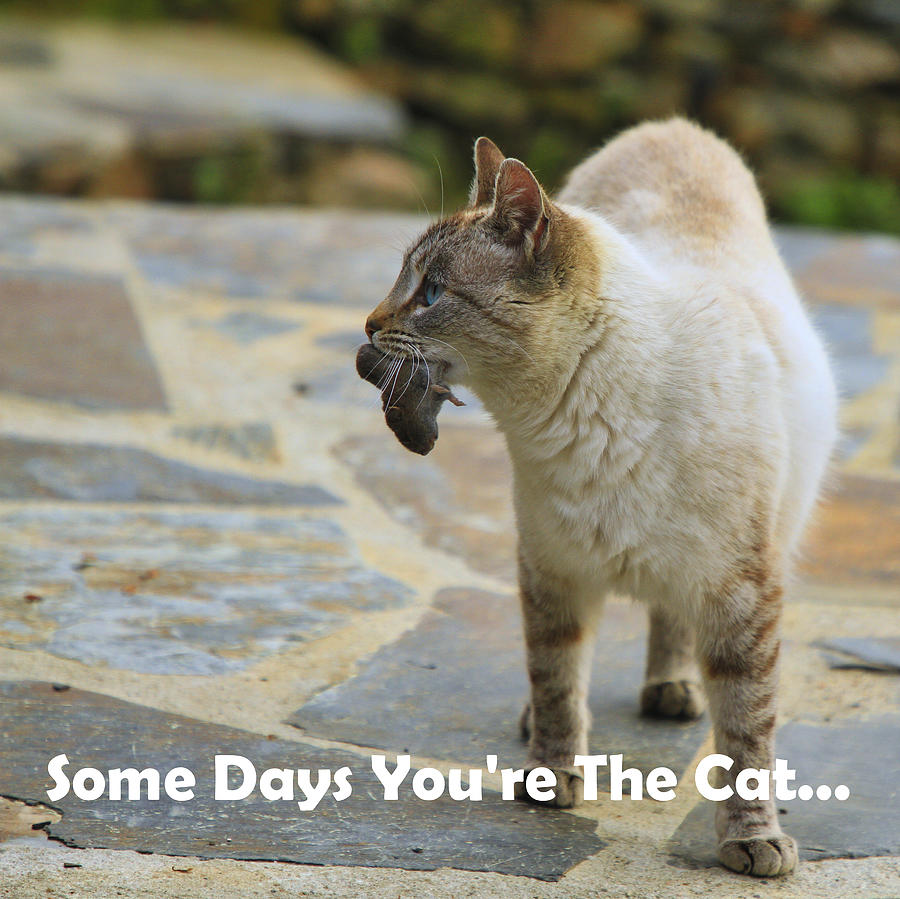 Some Days Youre The Cat Photograph by Gene Taylor