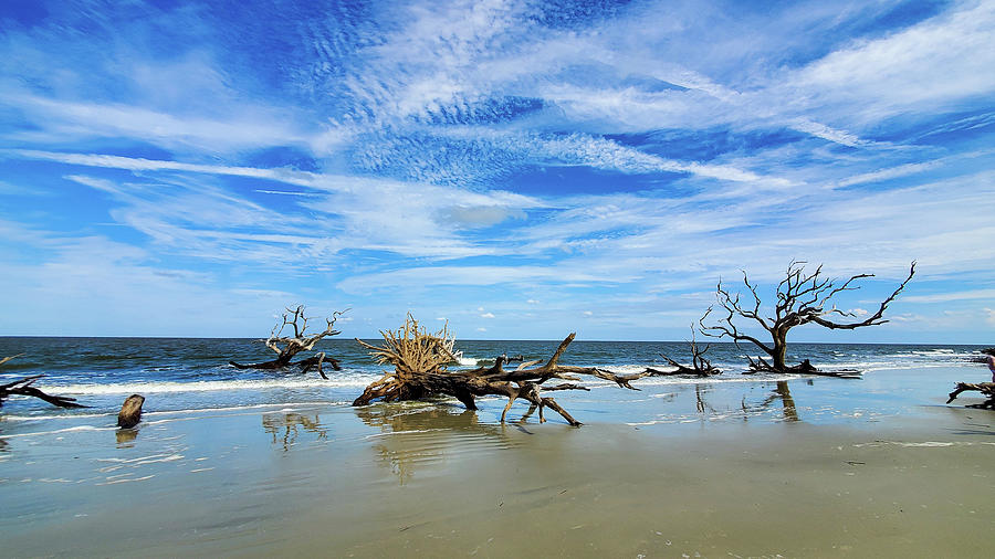 Some Driftwood Beach Blues Photograph by Ed Williams