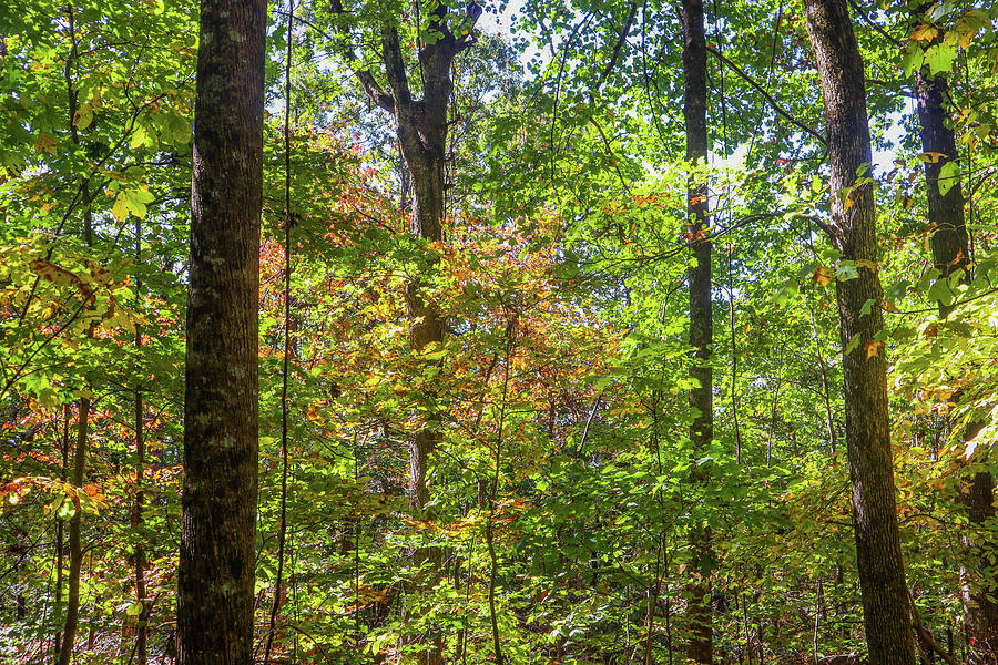 Some Fall Mount Yonah Colors Photograph by Ed Williams