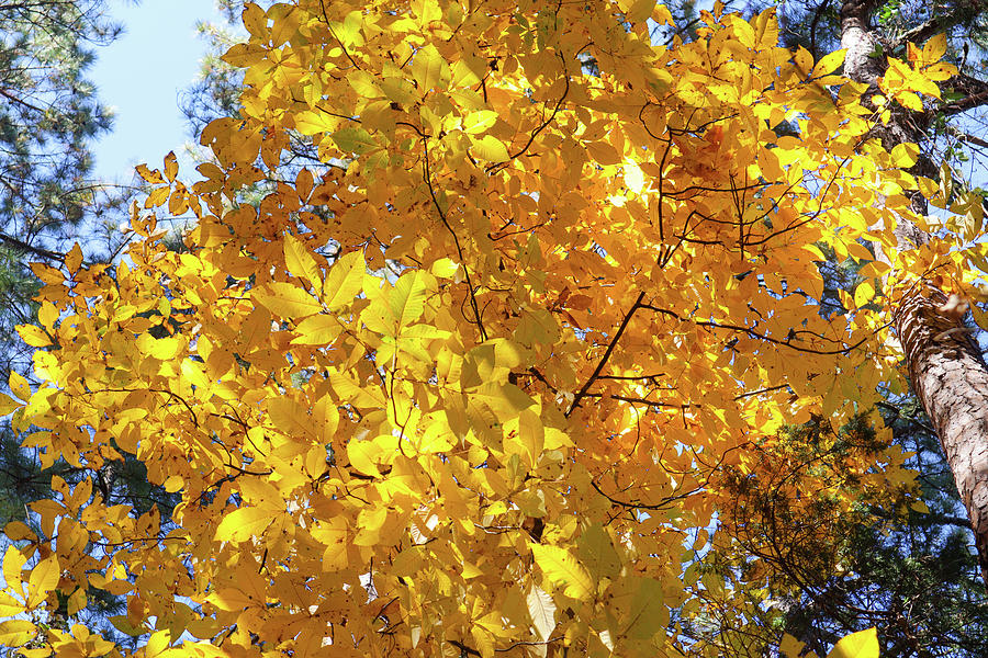 Some Flovilla Yellow Leaves Photograph by Ed Williams