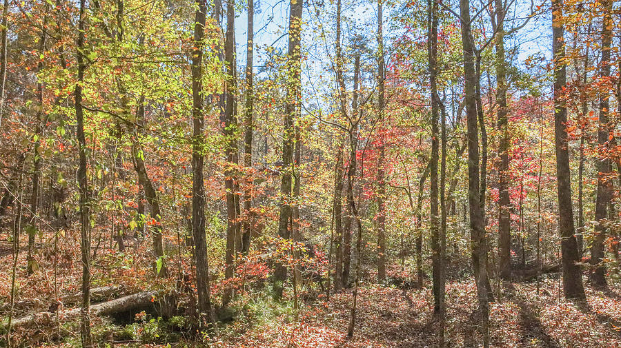 Some Georgia Autumn Photograph by Ed Williams