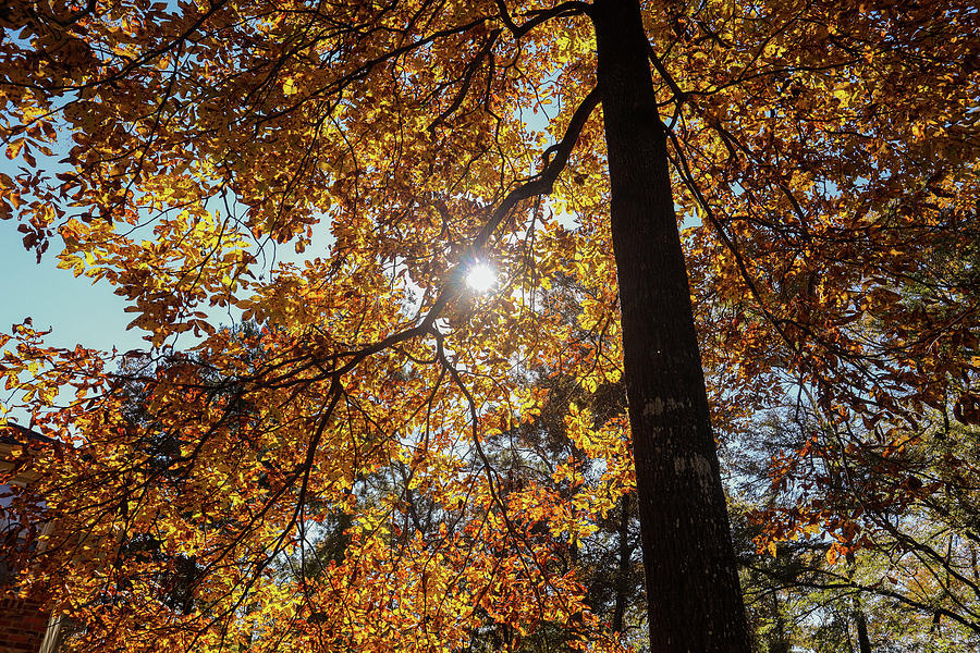 Some Georgia Autumn Sun Photograph by Ed Williams
