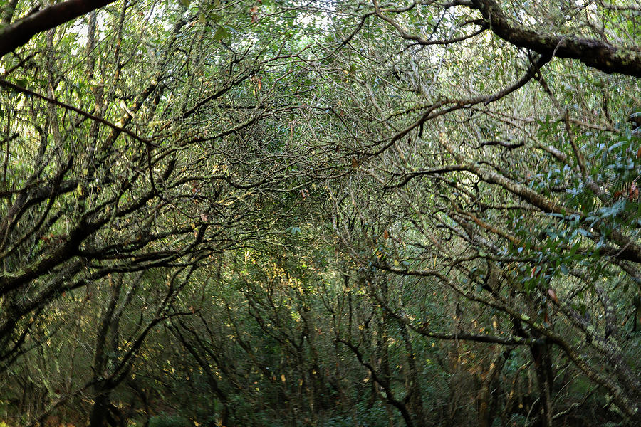 Some Jekyll Island Entanglements Photograph by Ed Williams