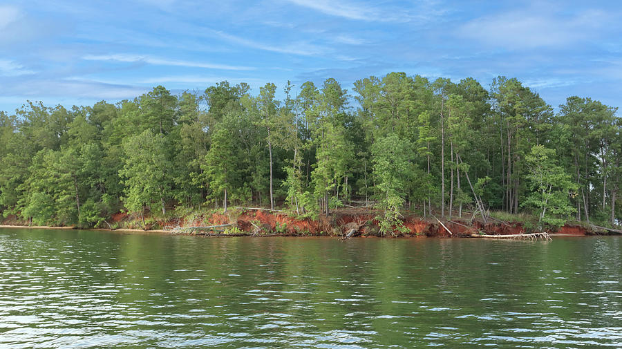 Some Lake Sinclair Shoreline Photograph by Ed Williams