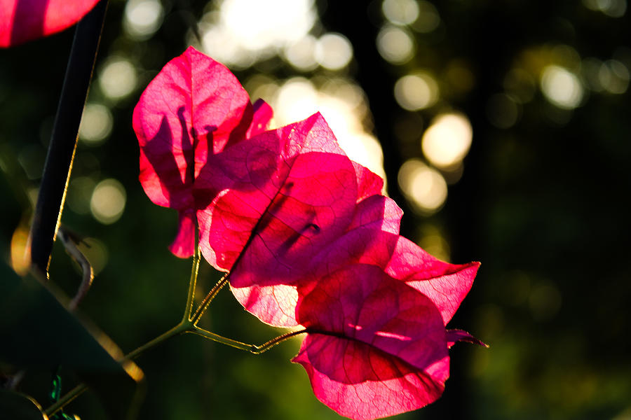 Some More Bougainvillea  Photograph by W Craig Photography