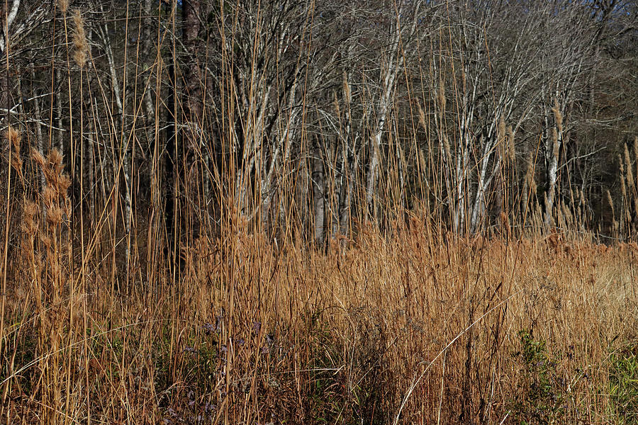 Some Piedmont Pond Plants Photograph by Ed Williams