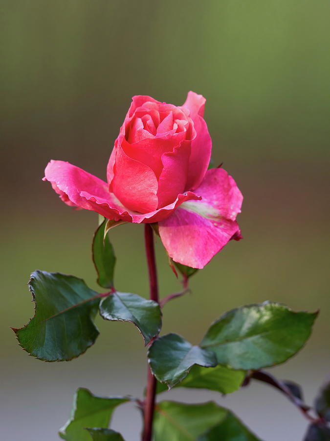Some pink for Autumn. Last roses of the year Photograph by Jouko Lehto