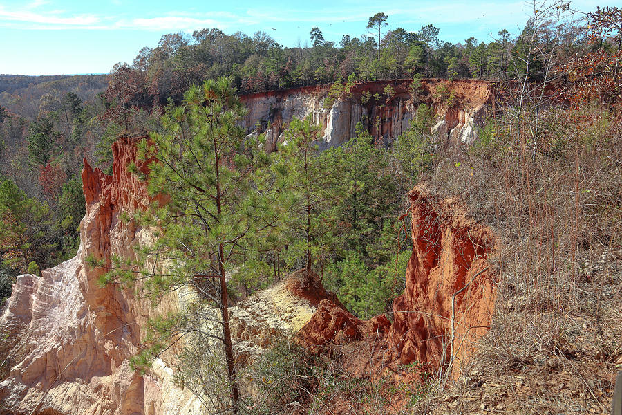 Some Providence Canyon Pines Photograph by Ed Williams