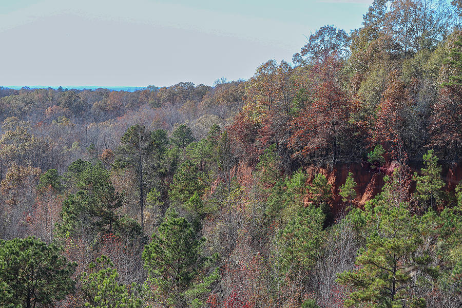 Some Providence Canyon Winter Forest Photograph by Ed Williams