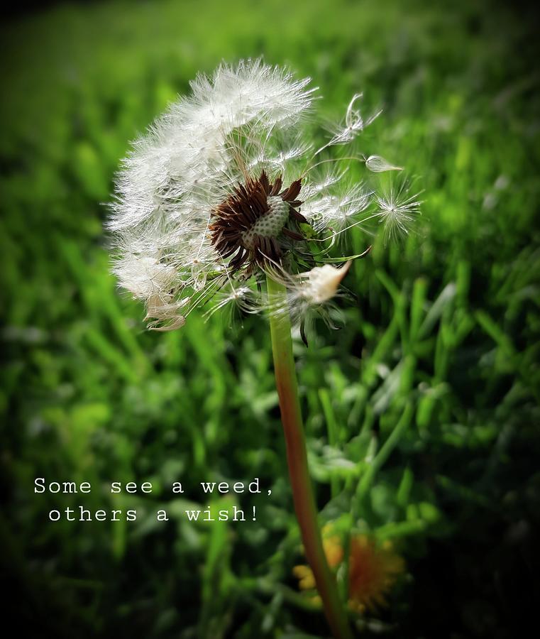 Some see a weed, others a wish Photograph by Sarah Tuco - Fine Art America