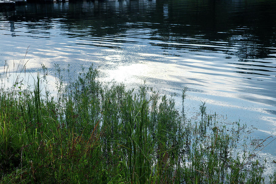 Some Sweet Lake Shimmer Photograph